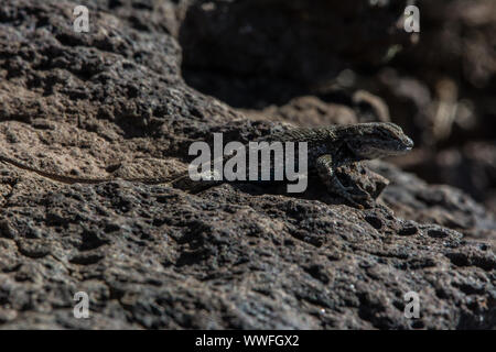 Plateau Fence Lizard (Sceloporus tristichus) du comté de Costilla, Colorado, États-Unis. Banque D'Images