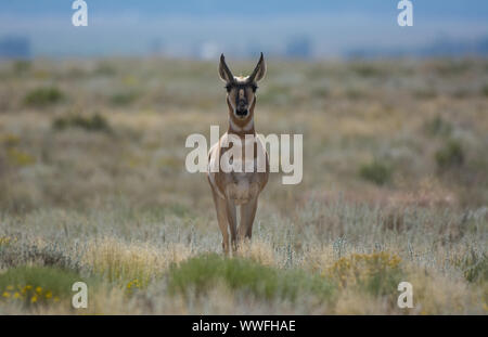 Pronghorn (Antilocapra americana) du comté de Conejos, Colorado, États-Unis. Banque D'Images