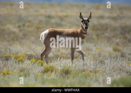 Pronghorn (Antilocapra americana) du comté de Conejos, Colorado, États-Unis. Banque D'Images