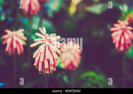 Close up of red Veltheimia Bracteata fleurs ; vintage style. Banque D'Images