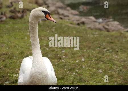 Cygne adulte debout dans l'herbe sur la rive d'un lac. Banque D'Images