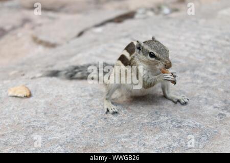 Trois Indiens à rayures écureuil (Funambulus palmarum) dans un parc de manger un morceau de pain Banque D'Images