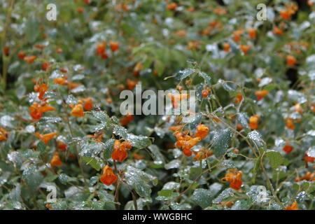 Les gouttelettes d'eau pétillante sur les végétaux à fleurs orange vif à partir de la brume des chutes du Niagara Banque D'Images