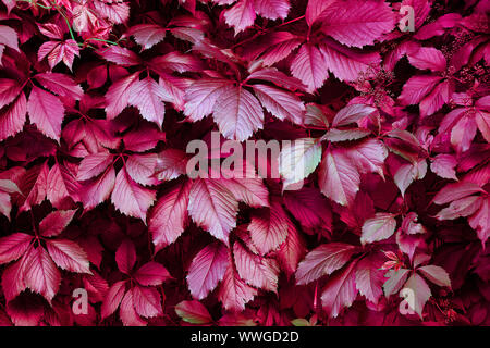 Texture naturelle de feuilles de raisin fille close up. Floral background de Parthenocissus quinquefolia - plante décorative pour conception de l'aménagement paysager. Banque D'Images