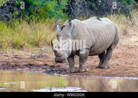 Espèces de rhinocéros blanc sur les petits de l'eau dans le Parc National de Pilanesberg & Game Reserve, Afrique du Sud safari wildlife Banque D'Images