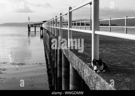 Un chat posant sur un quai sur un lac Banque D'Images