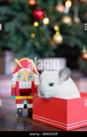 Joyeux Nouvel An chinois 2020 année du rat. Portrait of cute white chinchillaon l'arrière-plan de l'arbre de Noël dans les lumières, symbole de la nouvelle année Banque D'Images