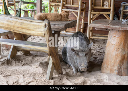 Big pig au gingembre cat en beach cafe sur l'île tropicale de Koh Phangan, Thaïlande. Close up Banque D'Images