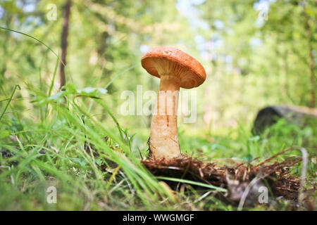 Un jeune champignon du pin rouge (lactarius deliciosus) a augmenté dans l'herbe dans une forêt de conifères. Banque D'Images