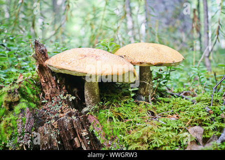 Deux forts red-capped scaber vitre (le Leccinum aurantiacum) champignons. Champignons bolets comestibles grandissait parmi les mousses et d'arbustes dans les conifères d'airelles Banque D'Images