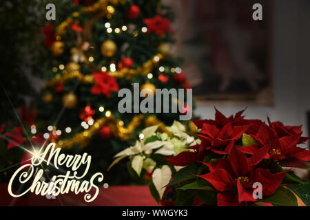 Fleurs Plantes Poinsettia Noël,texte,Joyeux Noël arbre lumineux la neige fond Banque D'Images