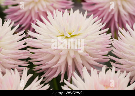 Dahlia 'Trelyn Kiwi' fleurs. Banque D'Images