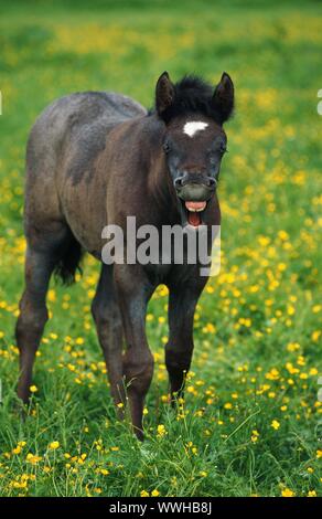 Le berbère, l'Equus przewalskii f. Caballus, cheval domestique Banque D'Images