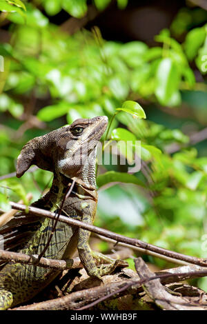 Striped Basilisk Banque D'Images