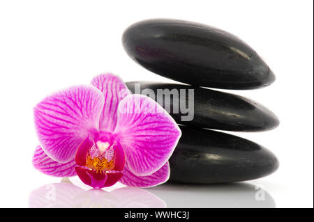 Noir avec pierres chaudes pile orchidée rose isolated over white background Banque D'Images