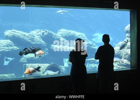 Sea World Aquarium, Durban, Afrique du Sud Banque D'Images