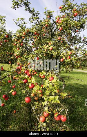 Apfel, aepfel, apfelbaum, kulturapfel, Malus, Malus domestica, pommes, pommettes, pommier, apfel, aepfel, apfelbaum, kulturapfe Banque D'Images