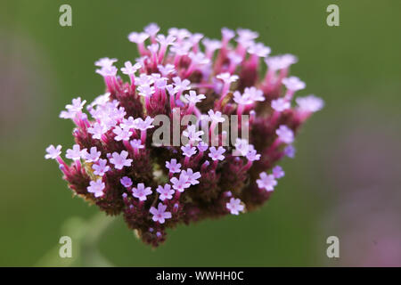 Schleier-eisenkraut verveine, verbena bonariensis, patagonica, purpletop vervain verveine, brésilien Banque D'Images