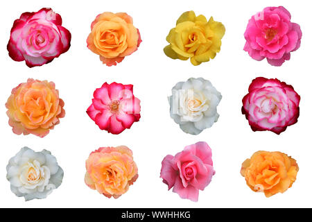 Collage de belles fleurs rose, Banque D'Images