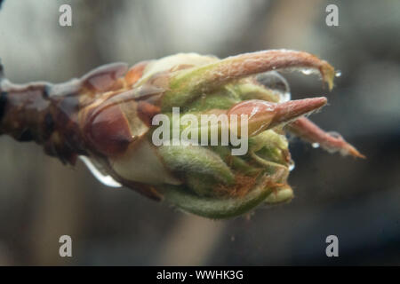 Macro d'arbres fruitiers en fleurs feuilles et bourgeons chute de pluie sur elle. Banque D'Images