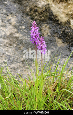 Dactylorhiza elata Haut Orchidée, Banque D'Images