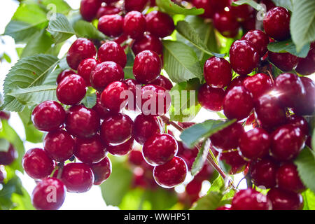 Bande d'appétissants énorme cerise rouge sur un arbre Banque D'Images