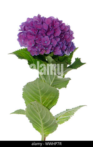 L'Hydrangea macrophylla (Lacecap normalis) isolé sur fond blanc. Banque D'Images