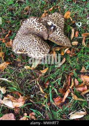 XEROCOMELLUS CHRYSENTERON connu sous le nom de champignons bolets craquage rouge Banque D'Images