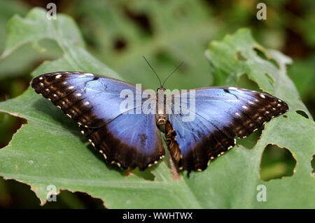 Papillon Morpho bleu Banque D'Images