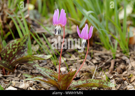 Dent de chien Lily Banque D'Images