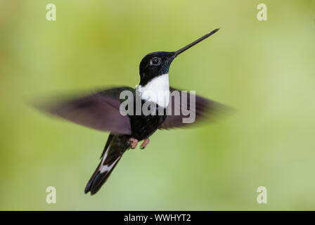 - Inca à collier Coeligena torquata, beau noir et blanc à partir de pentes de hummingbird andine, l'Amérique du Sud, l'Équateur. Guango Lodge Banque D'Images