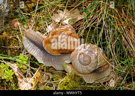 escargots Banque D'Images