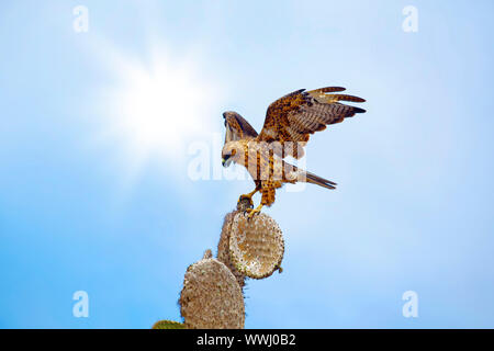 Hawk Galapagos sur Santa Fe Banque D'Images