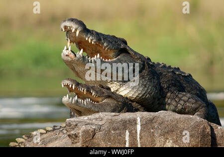 Le crocodile du Nil. Deux crocodiles , économie ouvert à partir d'un feu à pâturer, s'asseoir sur une grosse pierre au milieu de sources de Nil. Banque D'Images