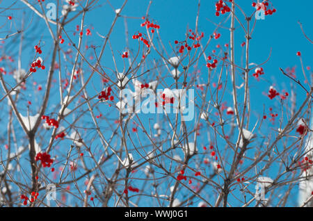 Bush Viburnum avec des grappes de fruits rouges sur les branches sèches dans le fond du ciel bleu Banque D'Images