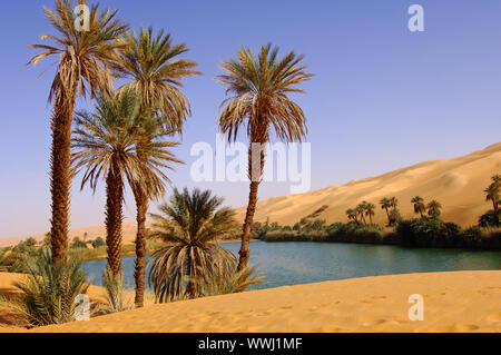 Dattiers au lac Um El Maa, Sahara occidental Banque D'Images