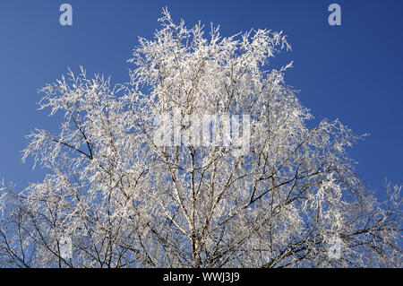 Givre sur un bouleau Banque D'Images