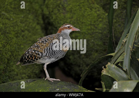 Buff banded rail, Gallirallus philippensis, Queensland, Australie Banque D'Images