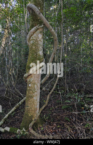 Strangler fig s'enroule autour de l'arbre forêt primitive en Australie, lamington np Banque D'Images