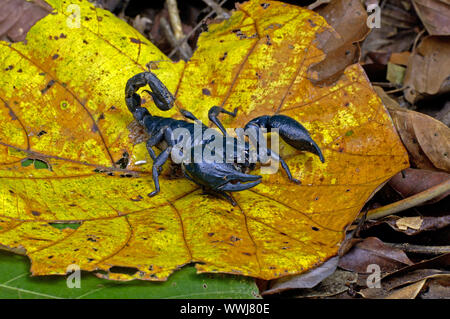 Scorpion, Skorpion, Pandinoratum spec., Khao Yai NP, Thaïlande Banque D'Images