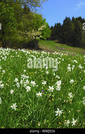 Mountain meadow with white daffodils Banque D'Images