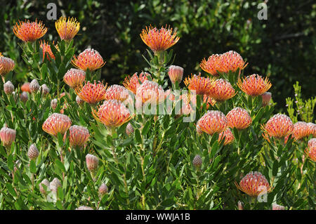 Leucospermum Hybrid Banque D'Images
