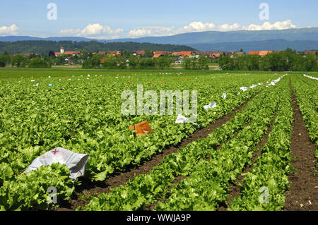 La culture de plein air de Batavia lettuce Banque D'Images