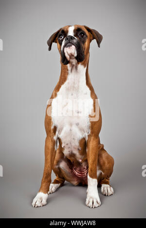 Une image d'un chien Boxer allemand Banque D'Images