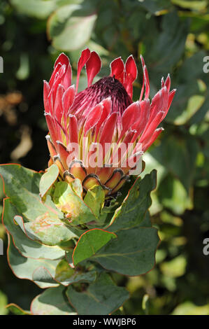 Protea Sylvia Banque D'Images