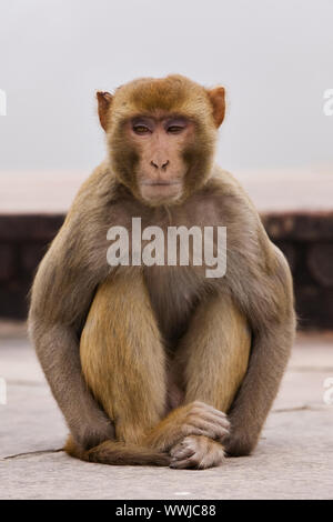 Bandar indiennes (Macaca mulatta), l'Inde du Nord, Inde, Asie Banque D'Images