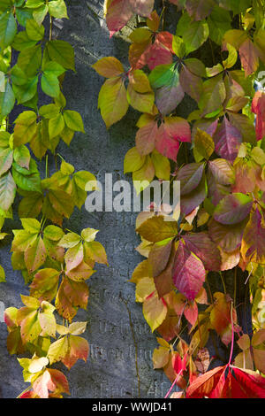 L'automne à la cimetière central de Vienne, Autriche, Euope Banque D'Images