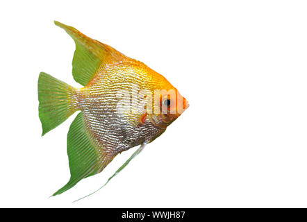 Portrait d'un Pterophyllum scalare sur fond blanc Banque D'Images