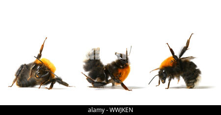 Bumble bee aérobie danse isolé sur fond blanc Banque D'Images