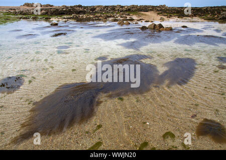 Berry japonais rack (Sargassum muticum) Banque D'Images